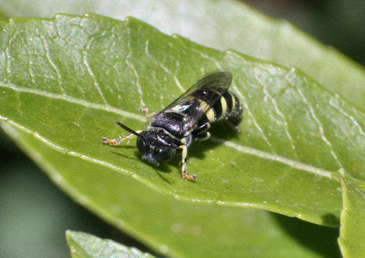 Ceriana vespiformis ??? - no imenottero